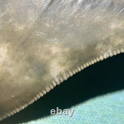 Florida Megalodon Shark Tooth Collector Quality No Restoration or Repair