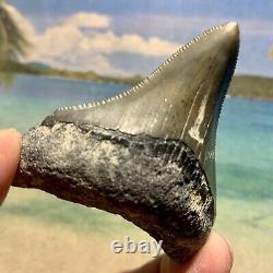 Florida Megalodon Shark Tooth Collector Quality No Restoration or Repair