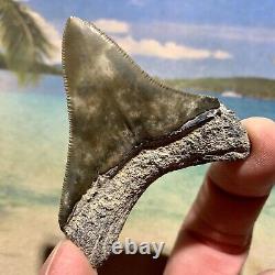 Florida Megalodon Shark Tooth Collector Quality No Restoration or Repair