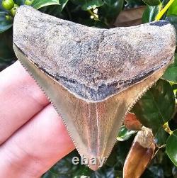Florida Megalodon Shark Tooth Fossil