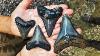 Florida Megalodon Shark Tooth Insanity Finding Multiple Big Shark Teeth