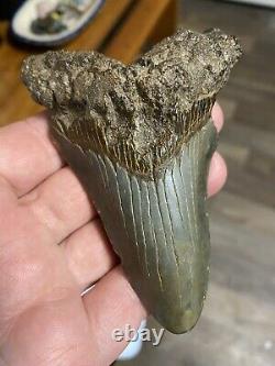 Fossil Angustidens Shark Tooth 4.16 Prehistoric Megalodon Ancestor