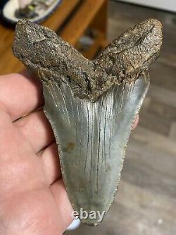 Fossil Angustidens Shark Tooth 4.16 Prehistoric Megalodon Ancestor