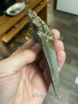 Fossil Angustidens Shark Tooth 4.16 Prehistoric Megalodon Ancestor