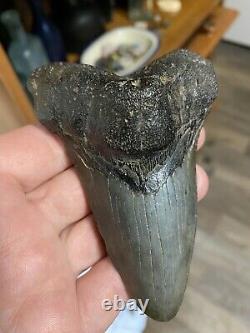 Fossil Angustidens Shark Tooth 4.28 Prehistoric Megalodon Ancestor
