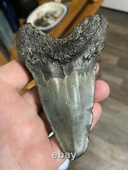 Fossil Angustidens Shark Tooth 4.28 Prehistoric Megalodon Ancestor
