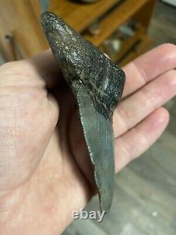 Fossil Angustidens Shark Tooth 4.28 Prehistoric Megalodon Ancestor