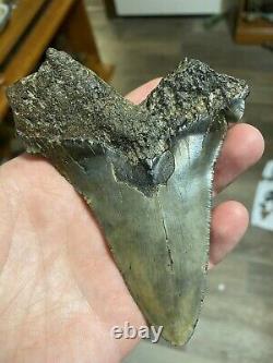 Fossil Angustidens Shark Tooth 4.50 Prehistoric Megalodon Ancestor