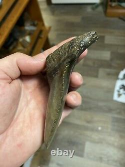 Fossil Angustidens Shark Tooth 4.50 Prehistoric Megalodon Ancestor