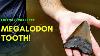 Fossil Hunting 1st Megalodon Tooth And Big Bucket List Find