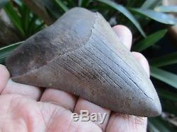 Fossil MEGALODON Shark Tooth South Carolina USA 3.7inch NICE