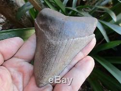 Fossil MEGALODON Shark Tooth South Carolina USA 3.7inch NICE