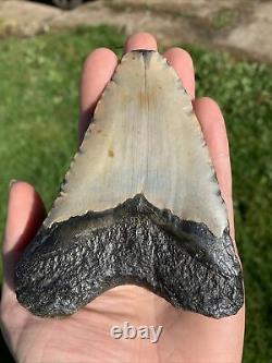 Fossil Megalodon Shark Tooth 11.5cm 23-3.6Million Years Old. S. Carolina USA