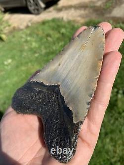 Fossil Megalodon Shark Tooth 11.5cm 23-3.6Million Years Old. S. Carolina USA