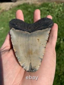 Fossil Megalodon Shark Tooth 11.5cm 23-3.6Million Years Old. S. Carolina USA