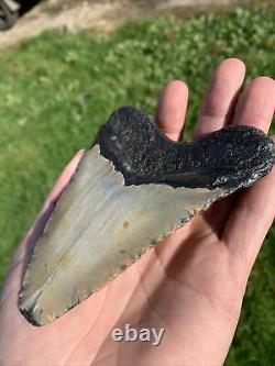 Fossil Megalodon Shark Tooth 11.5cm 23-3.6Million Years Old. S. Carolina USA