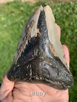 Fossil Megalodon Shark Tooth 11.5cm 23-3.6Million Years Old. S. Carolina USA