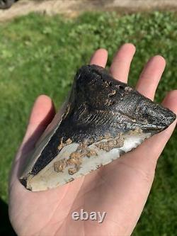 Fossil Megalodon Shark Tooth 11.5cm 23-3.6Million Years Old. S. Carolina USA