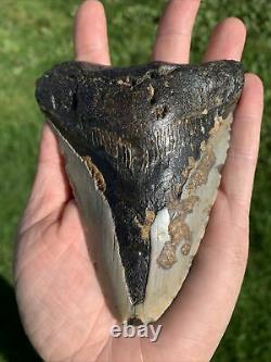 Fossil Megalodon Shark Tooth 11.5cm 23-3.6Million Years Old. S. Carolina USA