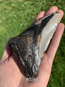 Fossil Megalodon Shark Tooth 11.5cm 23-3.6Million Years Old. S. Carolina USA