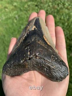 Fossil Megalodon Shark Tooth 11.5cm 23-3.6Million Years Old. S. Carolina USA