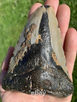 Fossil Megalodon Shark Tooth 11.5cm 23-3.6Million Years Old. S. Carolina USA