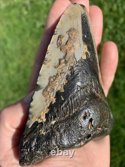 Fossil Megalodon Shark Tooth 11.5cm 23-3.6Million Years Old. S. Carolina USA