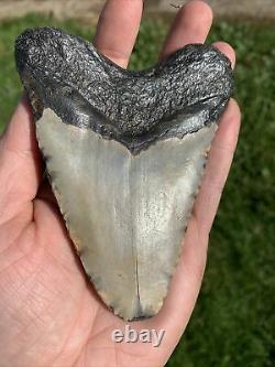 Fossil Megalodon Shark Tooth 11.5cm 23-3.6Million Years Old. S. Carolina USA