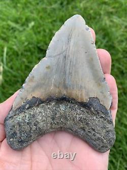 Fossil Megalodon Shark Tooth 23-3.6Million Years Old S. Carolina USA