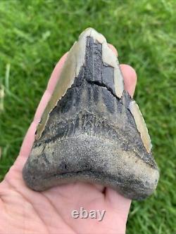 Fossil Megalodon Shark Tooth 23-3.6Million Years Old S. Carolina USA