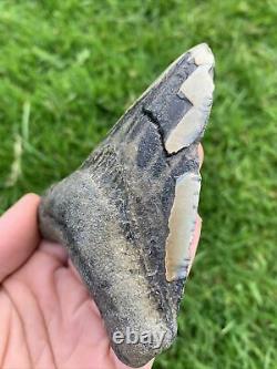 Fossil Megalodon Shark Tooth 23-3.6Million Years Old S. Carolina USA