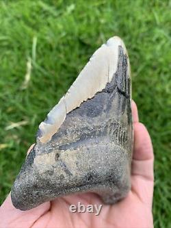 Fossil Megalodon Shark Tooth 23-3.6Million Years Old S. Carolina USA