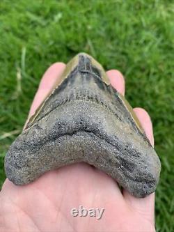 Fossil Megalodon Shark Tooth 23-3.6Million Years Old S. Carolina USA