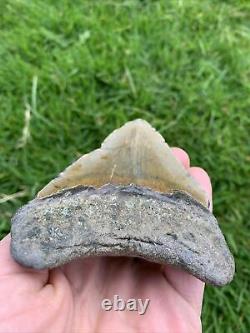 Fossil Megalodon Shark Tooth 23-3.6Million Years Old S. Carolina USA