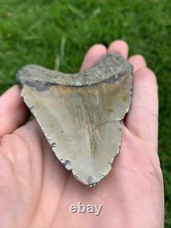 Fossil Megalodon Shark Tooth 23-3.6Million Years Old S. Carolina USA