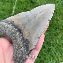 Fossil Megalodon Shark Tooth 23-3.6Million Years Old S. Carolina USA