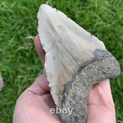 Fossil Megalodon Shark Tooth 23-3.6Million Years Old S. Carolina USA