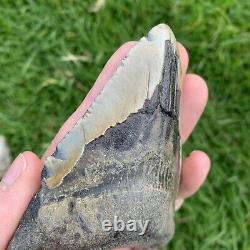 Fossil Megalodon Shark Tooth 23-3.6Million Years Old S. Carolina USA