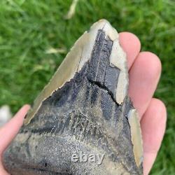 Fossil Megalodon Shark Tooth 23-3.6Million Years Old S. Carolina USA