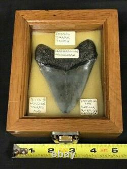 Fossil Megalodon Shark Tooth (3 7/8), Satilla River, Ga