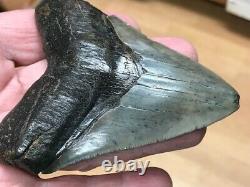 Fossil Megalodon Shark Tooth (3 7/8), Satilla River, Ga