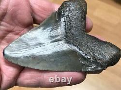 Fossil Megalodon Shark Tooth (3 7/8), Satilla River, Ga