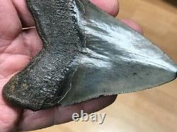 Fossil Megalodon Shark Tooth (3 7/8), Satilla River, Ga