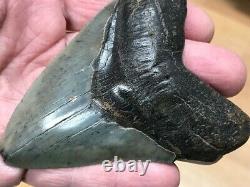 Fossil Megalodon Shark Tooth (3 7/8), Satilla River, Ga