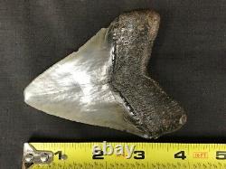 Fossil Megalodon Shark Tooth (3 7/8), Satilla River, Ga