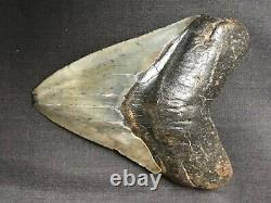 Fossil Megalodon Shark Tooth (3 7/8), Satilla River, Ga