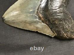 Fossil Megalodon Shark Tooth (3 7/8), Satilla River, Ga