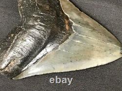 Fossil Megalodon Shark Tooth (3 7/8), Satilla River, Ga