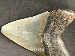Fossil Megalodon Shark Tooth (3 7/8), Satilla River, Ga