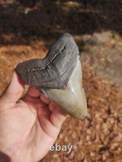 Fossil Megalodon Shark Tooth 4.15Lx3.2W Lowcountry SC